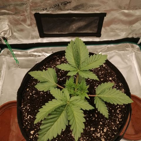 Blackberry Nuggets growlog timeline photo