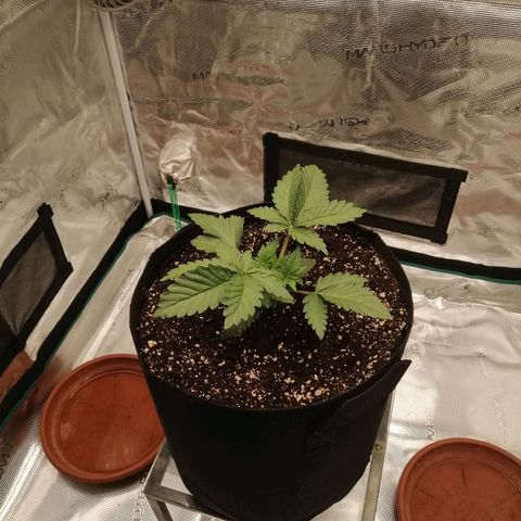 Blackberry Nuggets growlog timeline photo