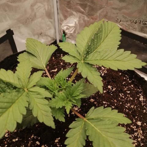 Blackberry Nuggets growlog timeline photo