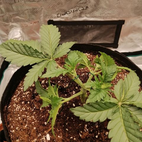 Blackberry Nuggets growlog timeline photo