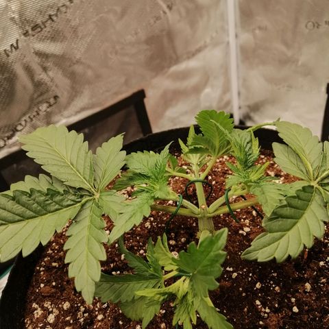 Blackberry Nuggets growlog timeline photo