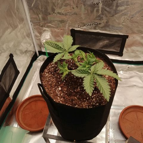 Blackberry Nuggets growlog timeline photo