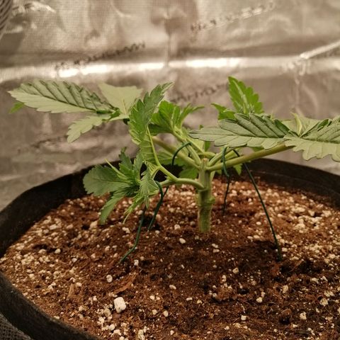 Blackberry Nuggets growlog timeline photo