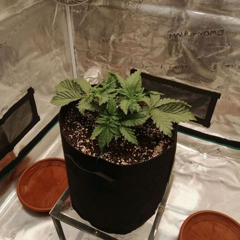 Blackberry Nuggets growlog timeline photo