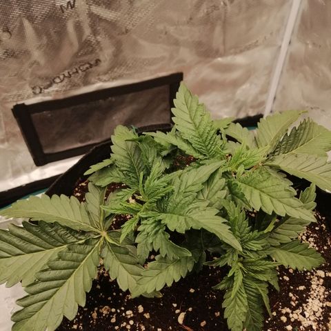 Blackberry Nuggets growlog timeline photo