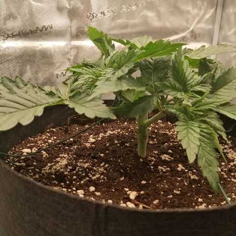 Blackberry Nuggets growlog timeline photo