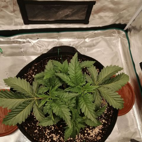Blackberry Nuggets growlog timeline photo