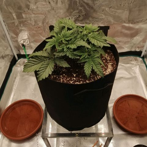 Blackberry Nuggets growlog timeline photo
