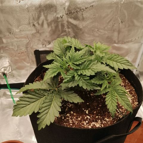 Blackberry Nuggets growlog timeline photo