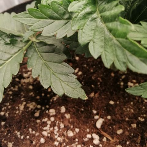 Blackberry Nuggets growlog timeline photo