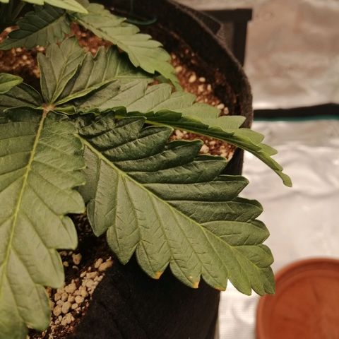 Blackberry Nuggets growlog timeline photo