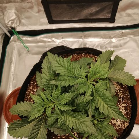 Blackberry Nuggets growlog timeline photo