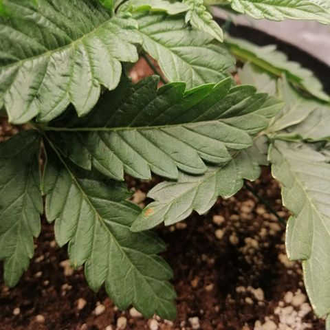 Blackberry Nuggets growlog timeline photo