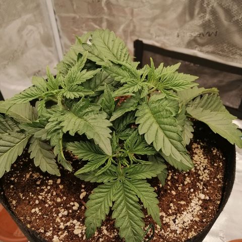 Blackberry Nuggets growlog timeline photo