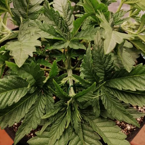 Blackberry Nuggets growlog timeline photo