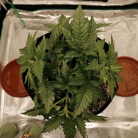 Blackberry Nuggets growlog timeline photo