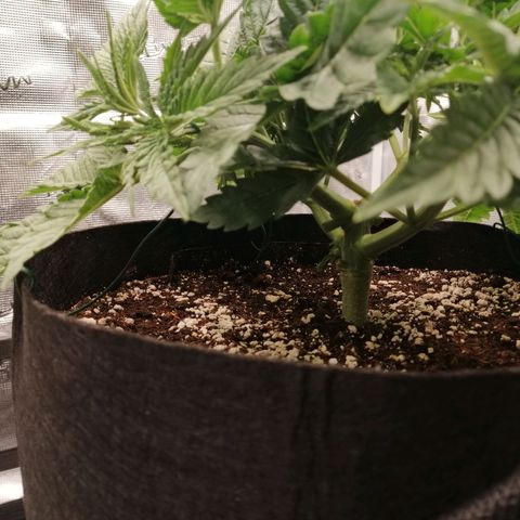 Blackberry Nuggets growlog timeline photo