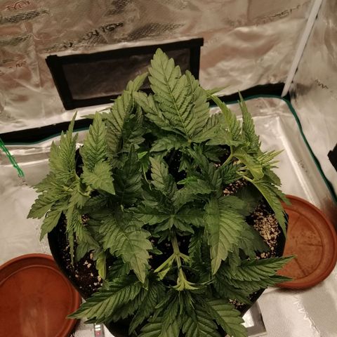 Blackberry Nuggets growlog timeline photo