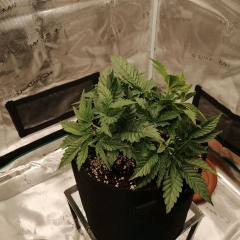 Blackberry Nuggets growlog timeline photo