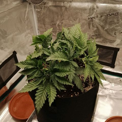 Blackberry Nuggets growlog timeline photo