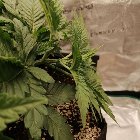 Blackberry Nuggets growlog timeline photo