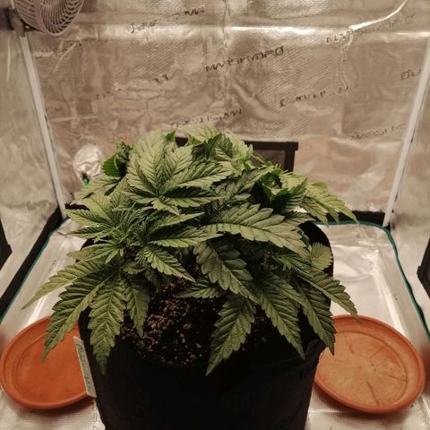 Blackberry Nuggets growlog timeline photo