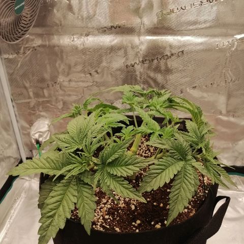 Blackberry Nuggets growlog timeline photo