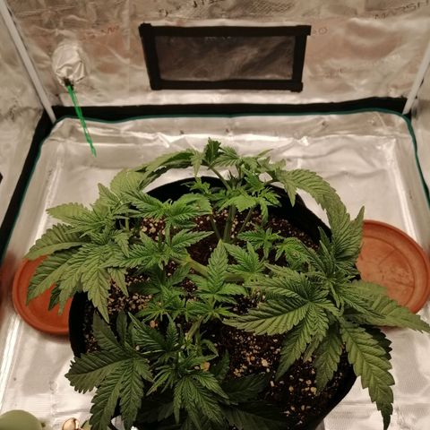 Blackberry Nuggets growlog timeline photo