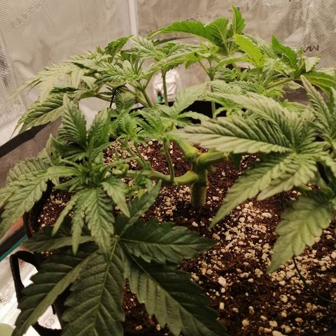 Blackberry Nuggets growlog timeline photo