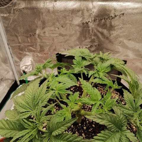 Blackberry Nuggets growlog timeline photo