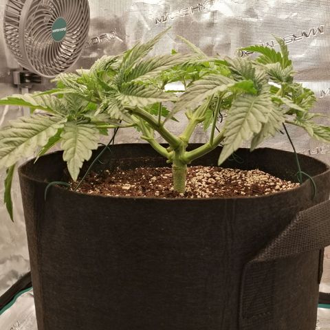 Blackberry Nuggets growlog timeline photo