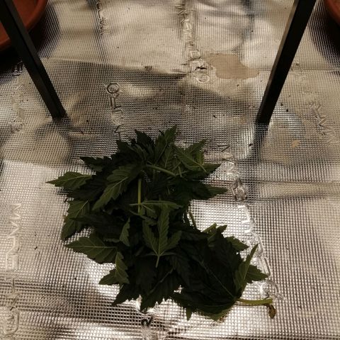 Blackberry Nuggets growlog timeline photo