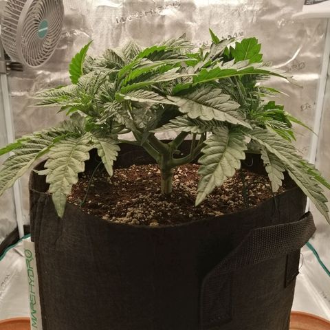 Blackberry Nuggets growlog timeline photo