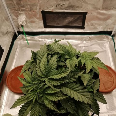 Blackberry Nuggets growlog timeline photo
