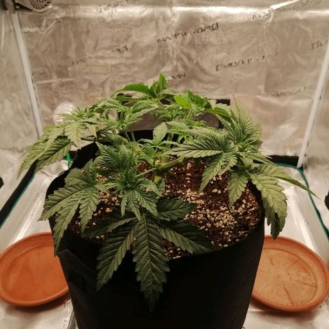 Blackberry Nuggets growlog timeline photo