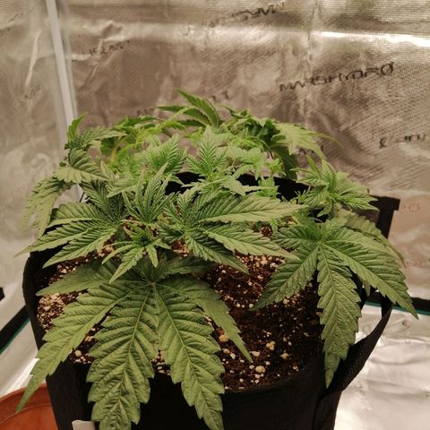 Blackberry Nuggets growlog timeline photo