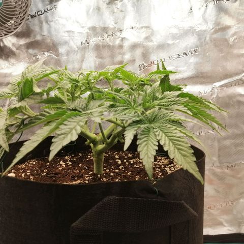 Blackberry Nuggets growlog timeline photo