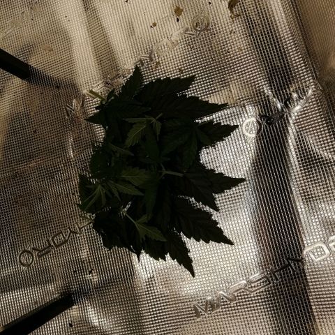 Blackberry Nuggets growlog timeline photo