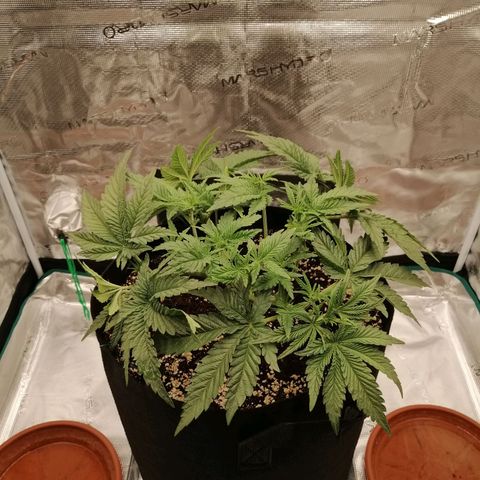 Blackberry Nuggets growlog timeline photo