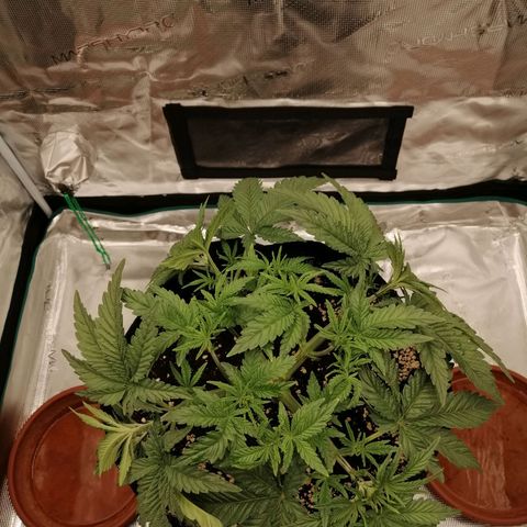 Blackberry Nuggets growlog timeline photo