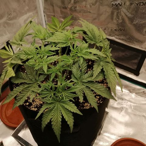 Blackberry Nuggets growlog timeline photo