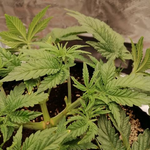 Blackberry Nuggets growlog timeline photo