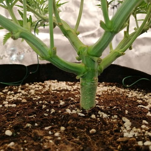 Blackberry Nuggets growlog timeline photo