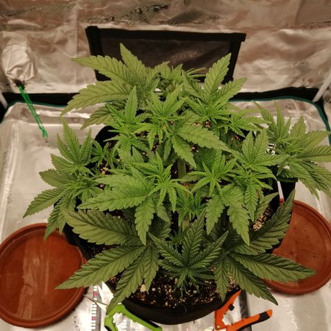 Blackberry Nuggets growlog timeline photo