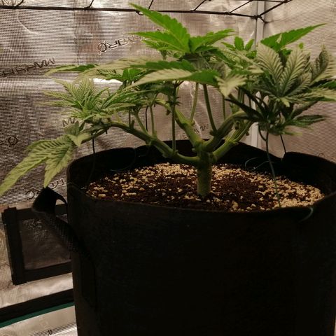 Blackberry Nuggets growlog timeline photo