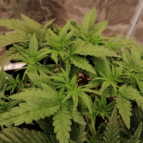 Blackberry Nuggets growlog timeline photo