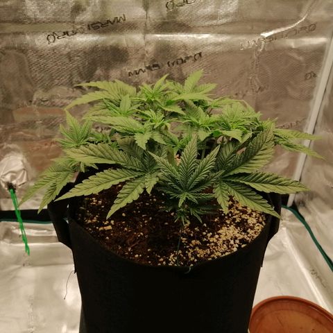 Blackberry Nuggets growlog timeline photo