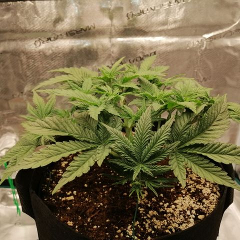 Blackberry Nuggets growlog timeline photo