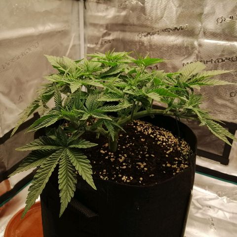 Blackberry Nuggets growlog timeline photo