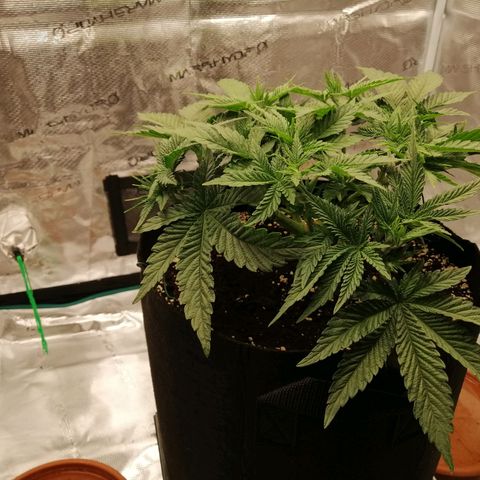 Blackberry Nuggets growlog timeline photo